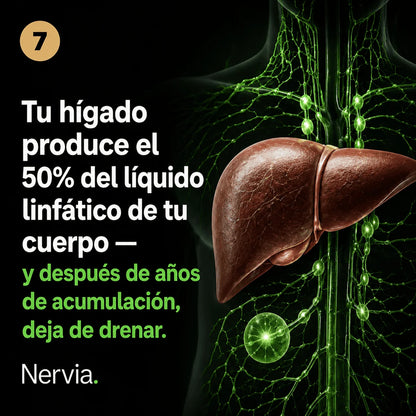 Nervia™ Drenaje Hepático — Desbloquea la red linfática de tu hígado